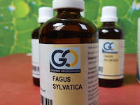 Voedingssupplement fagus sylvatica - 4 flesjes á 100ml - afbeelding 2 van  5