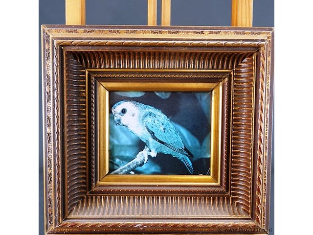 Vogel in klassieke lijst - afbeelding 2 van  5