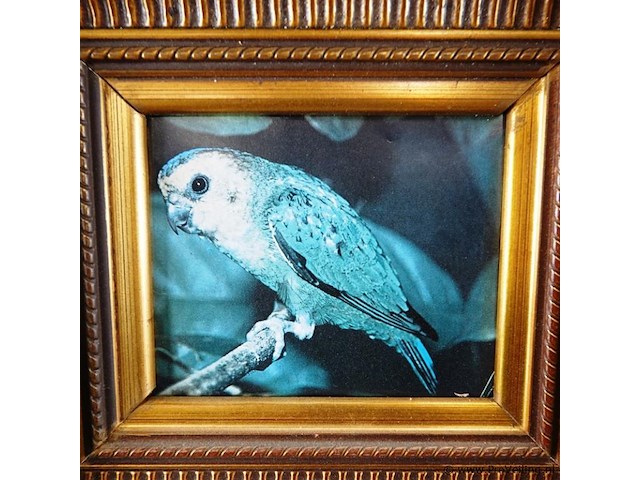 Vogel in klassieke lijst - afbeelding 3 van  5