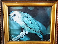 Vogel in klassieke lijst - afbeelding 3 van  5