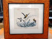 Vogels - afbeelding 1 van  5