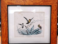 Vogels - afbeelding 2 van  5