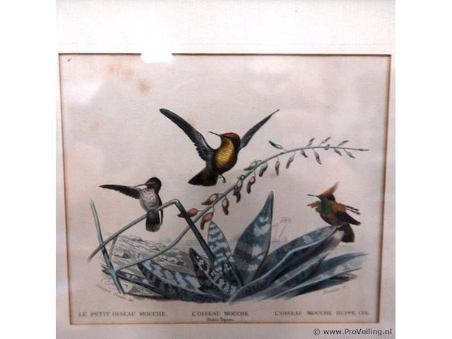 Vogels - afbeelding 3 van  5