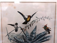 Vogels - afbeelding 3 van  5