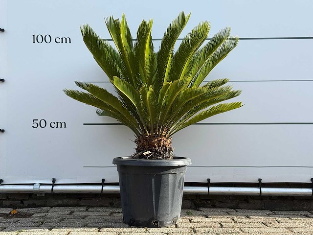 Vredespalm - cycas revoluta - hoogte ca. 100 cm - afbeelding 2 van  5
