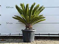 Vredespalm - cycas revoluta - hoogte ca. 100 cm - afbeelding 2 van  5