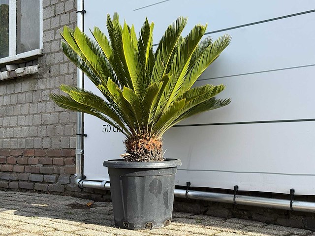 Vredespalm - cycas revoluta - hoogte ca. 100 cm - afbeelding 3 van  5