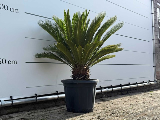 Vredespalm - cycas revoluta - hoogte ca. 100 cm - afbeelding 4 van  5