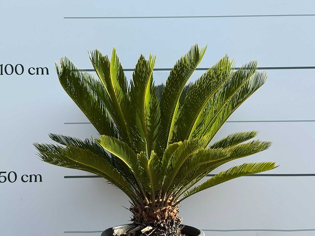 Vredespalm - cycas revoluta - hoogte ca. 100 cm - afbeelding 5 van  5
