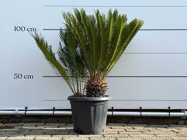 Vredespalm - cycas revoluta - hoogte ca. 100 cm - afbeelding 1 van  4