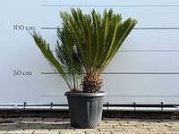 Vredespalm - cycas revoluta - hoogte ca. 100 cm - afbeelding 1 van  4