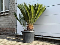 Vredespalm - cycas revoluta - hoogte ca. 100 cm - afbeelding 2 van  4
