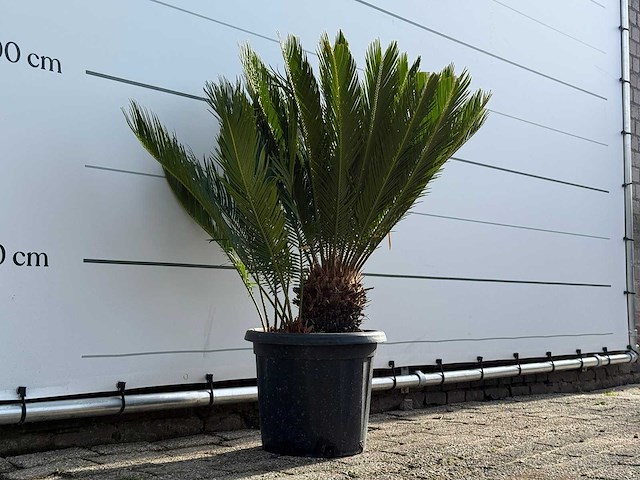 Vredespalm - cycas revoluta - hoogte ca. 100 cm - afbeelding 3 van  4
