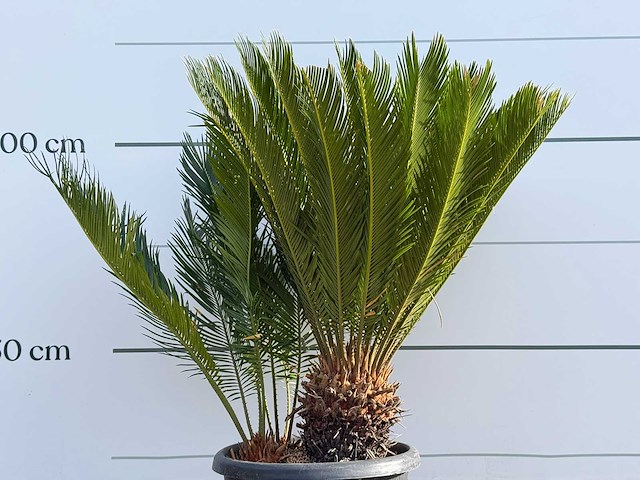 Vredespalm - cycas revoluta - hoogte ca. 100 cm - afbeelding 4 van  4