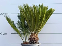 Vredespalm - cycas revoluta - hoogte ca. 100 cm - afbeelding 4 van  4