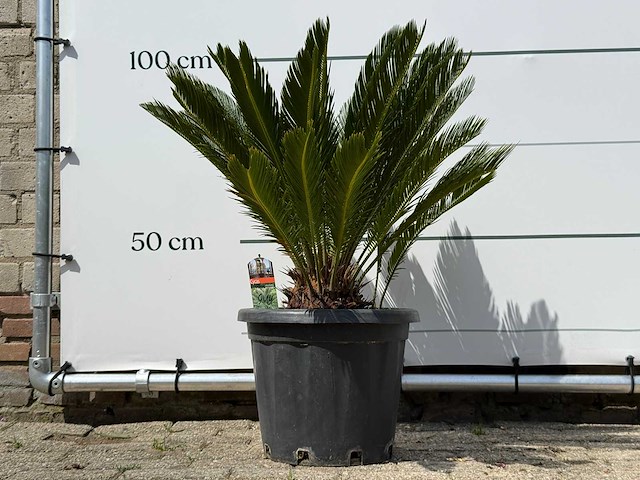 Vredespalm - cycas revoluta - hoogte ca. 100 cm - afbeelding 1 van  5