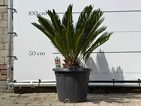 Vredespalm - cycas revoluta - hoogte ca. 100 cm - afbeelding 1 van  5