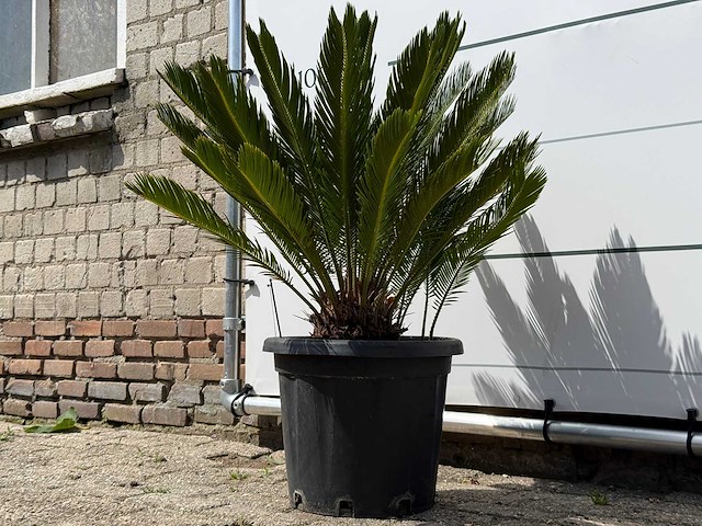 Vredespalm - cycas revoluta - hoogte ca. 100 cm - afbeelding 2 van  5