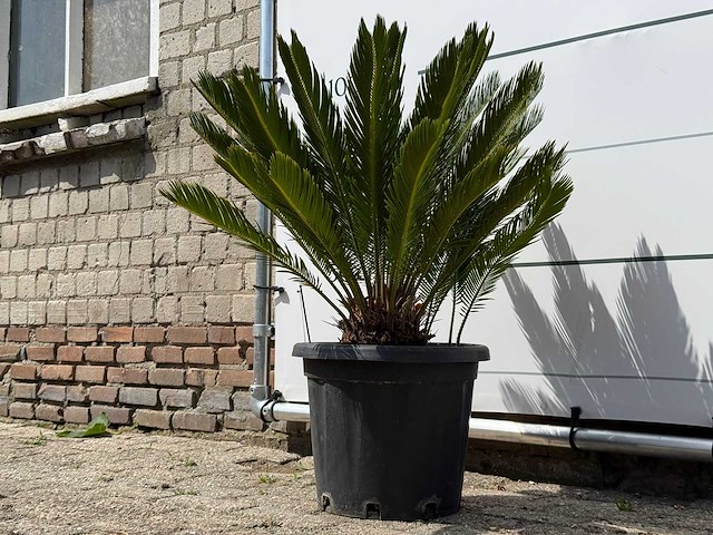 Vredespalm - cycas revoluta - hoogte ca. 100 cm - afbeelding 3 van  5