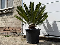 Vredespalm - cycas revoluta - hoogte ca. 100 cm - afbeelding 3 van  5