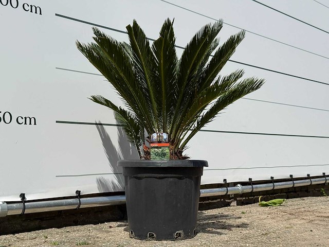 Vredespalm - cycas revoluta - hoogte ca. 100 cm - afbeelding 4 van  5