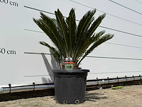 Vredespalm - cycas revoluta - hoogte ca. 100 cm - afbeelding 4 van  5