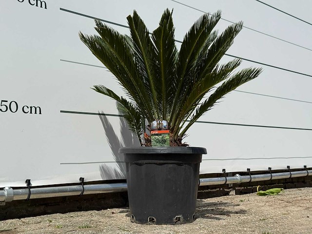 Vredespalm - cycas revoluta - hoogte ca. 100 cm - afbeelding 5 van  5