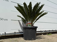Vredespalm - cycas revoluta - hoogte ca. 100 cm - afbeelding 5 van  5