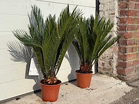 Vredespalm - cycas revoluta - hoogte ca. 50 cm (2x) - afbeelding 2 van  3
