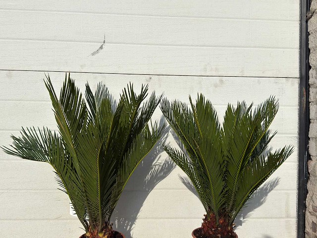Vredespalm - cycas revoluta - hoogte ca. 50 cm (2x) - afbeelding 3 van  3