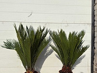 Vredespalm - cycas revoluta - hoogte ca. 50 cm (2x) - afbeelding 3 van  3