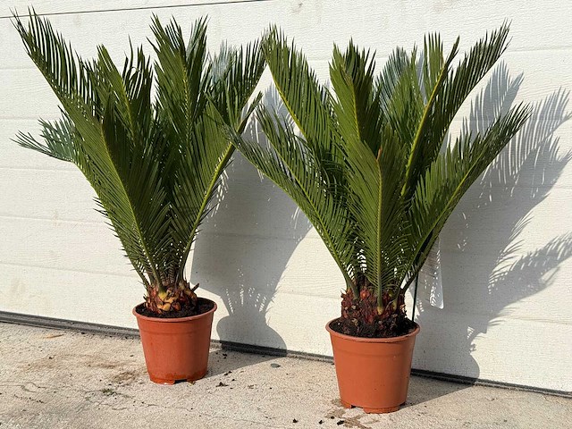 Vredespalm - cycas revoluta - hoogte ca. 50 cm (2x) - afbeelding 1 van  2