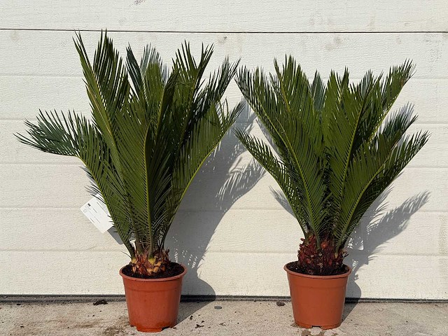 Vredespalm - cycas revoluta - hoogte ca. 50 cm (2x) - afbeelding 1 van  4