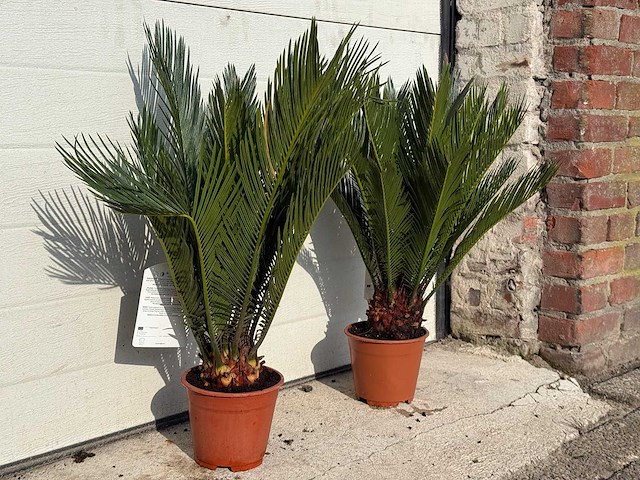 Vredespalm - cycas revoluta - hoogte ca. 50 cm (2x) - afbeelding 3 van  4
