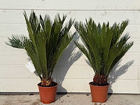 Vredespalm - cycas revoluta - hoogte ca. 50 cm (2x) - afbeelding 1 van  3
