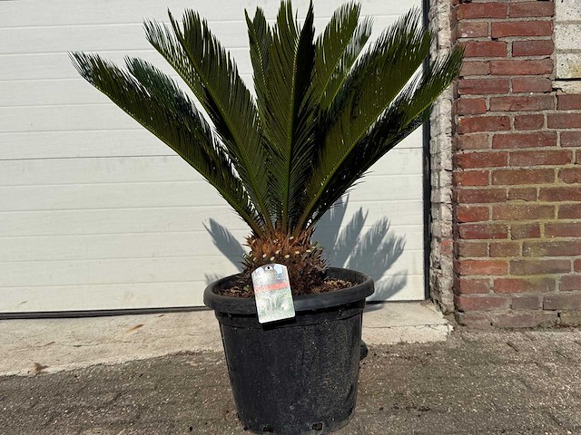 Vredespalm - cycas revoluta - hoogte ca. 90 cm - afbeelding 1 van  3