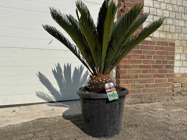 Vredespalm - cycas revoluta - hoogte ca. 90 cm - afbeelding 2 van  3