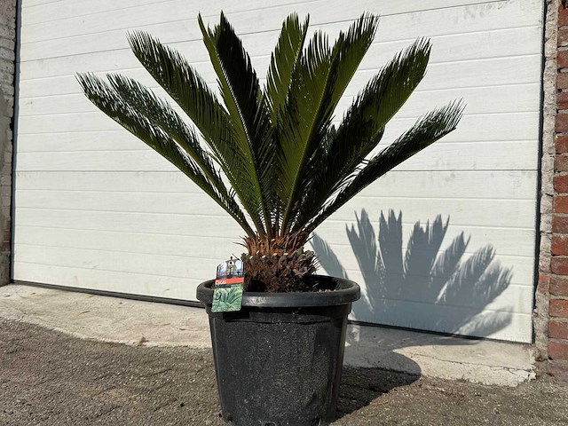 Vredespalm - cycas revoluta - hoogte ca. 90 cm - afbeelding 3 van  3