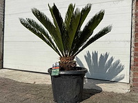 Vredespalm - cycas revoluta - hoogte ca. 90 cm - afbeelding 3 van  3