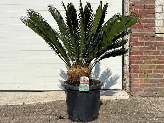 Vredespalm - cycas revoluta - hoogte ca. 90 cm - afbeelding 1 van  2