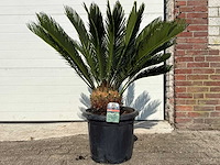 Vredespalm - cycas revoluta - hoogte ca. 90 cm - afbeelding 1 van  2