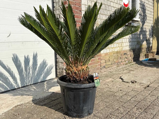 Vredespalm - cycas revoluta - hoogte ca. 90 cm - afbeelding 2 van  2