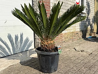 Vredespalm - cycas revoluta - hoogte ca. 90 cm - afbeelding 2 van  2