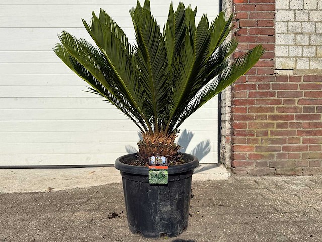 Vredespalm - cycas revoluta - hoogte ca. 90 cm - afbeelding 1 van  2