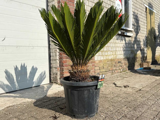 Vredespalm - cycas revoluta - hoogte ca. 90 cm - afbeelding 2 van  2