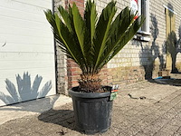 Vredespalm - cycas revoluta - hoogte ca. 90 cm - afbeelding 2 van  2