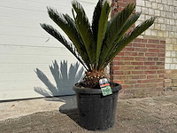 Vredespalm - cycas revoluta - hoogte ca. 90 cm