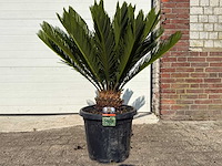 Vredespalm - cycas revoluta - hoogte ca. 90 cm - afbeelding 1 van  3