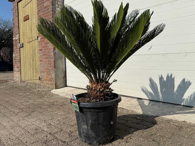 Vredespalm - cycas revoluta - hoogte ca. 90 cm - afbeelding 2 van  3