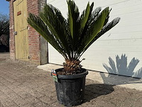 Vredespalm - cycas revoluta - hoogte ca. 90 cm - afbeelding 2 van  3